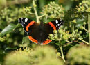 Red Admiral